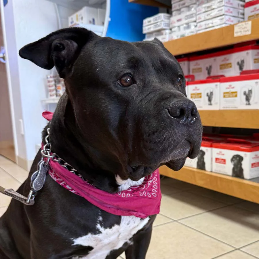 Family Pet Medical Center News Fort Lauderdale Florida