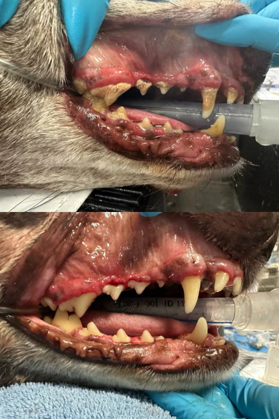 Animal Dentistry Vet Fort Lauderdale Florida