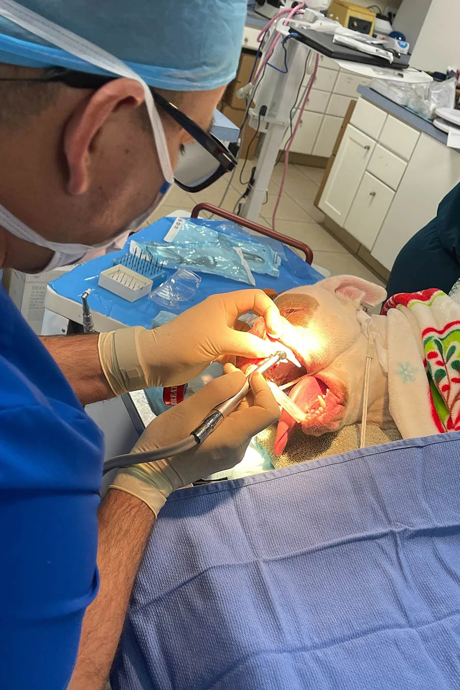 Animal Dentistry Vet Fort Lauderdale Florida