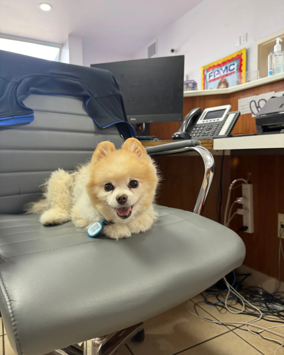 Animal Diagnostics Vet Fort Lauderdale Florida