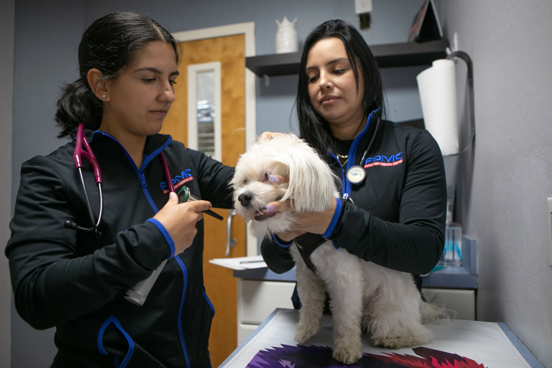 Dr. Ferrera examining a referred canine patient.