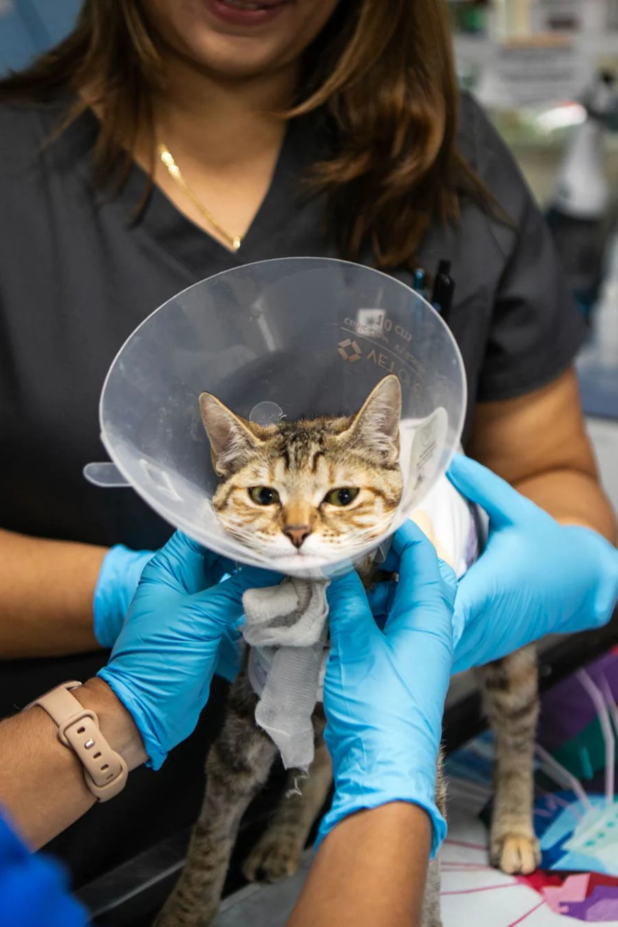 Emergency Veterinarian Primary Care Visit