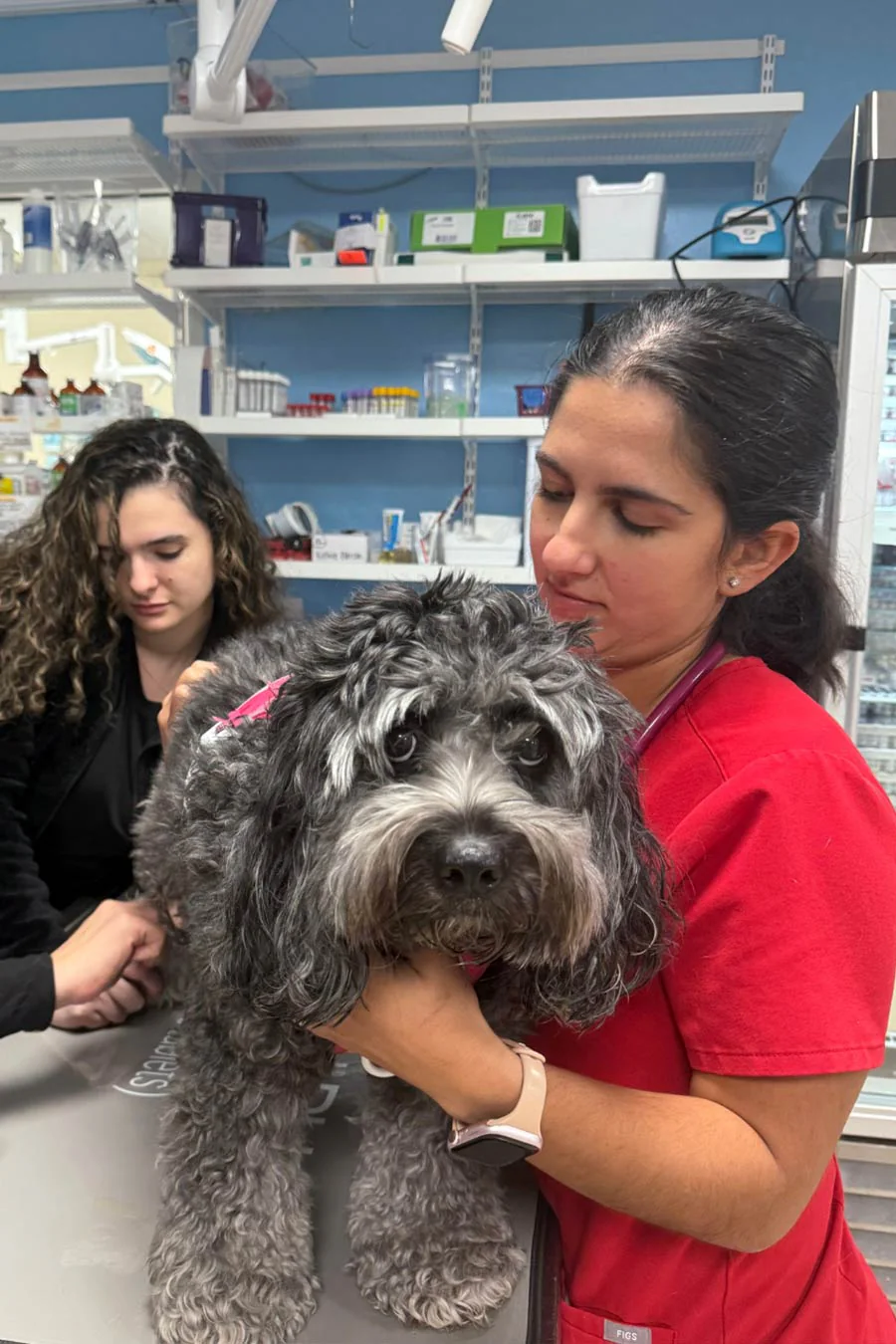 Emergency Care Veterinarian Primary Care Visit