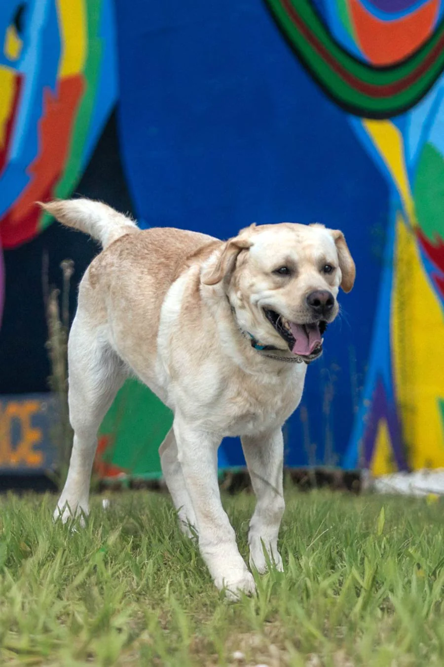 Trusted Animal Hospital Family Pet Medical Center Fort Lauderdale Florida