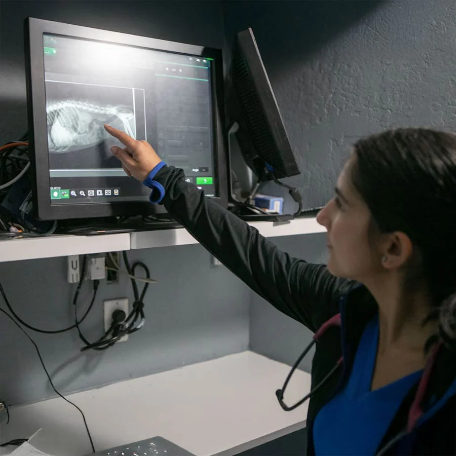 Referring Veterinarians