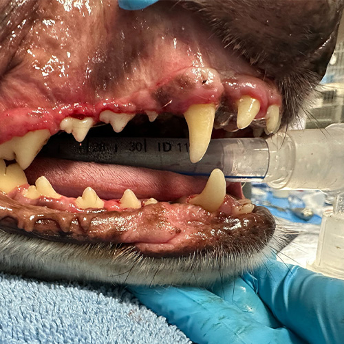 Veterinary Dentistry Fort Lauderdale