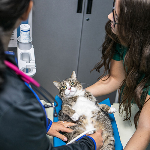Veterinary Diagnostics Fort Lauderdale