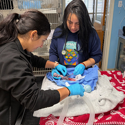 Veterinary Emergency Care Fort Lauderdale