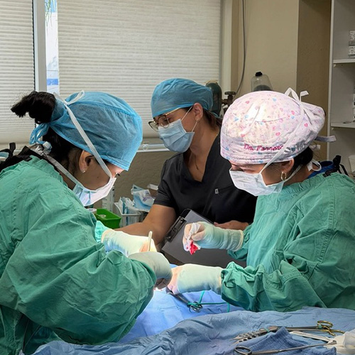 Veterinary Surgery Fort Lauderdale