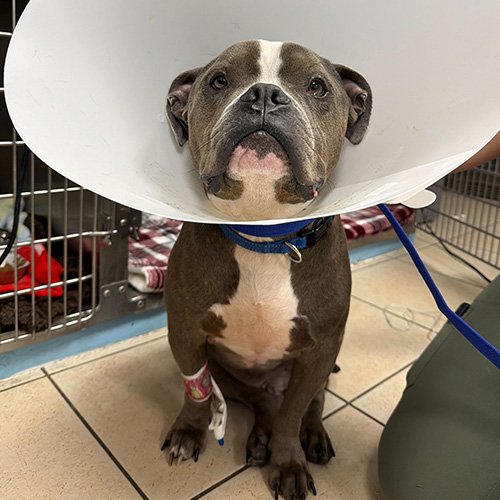 Veterinary Urgent Care Fort Lauderdale