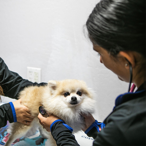 Veterinary Wellness Care Fort Lauderdale