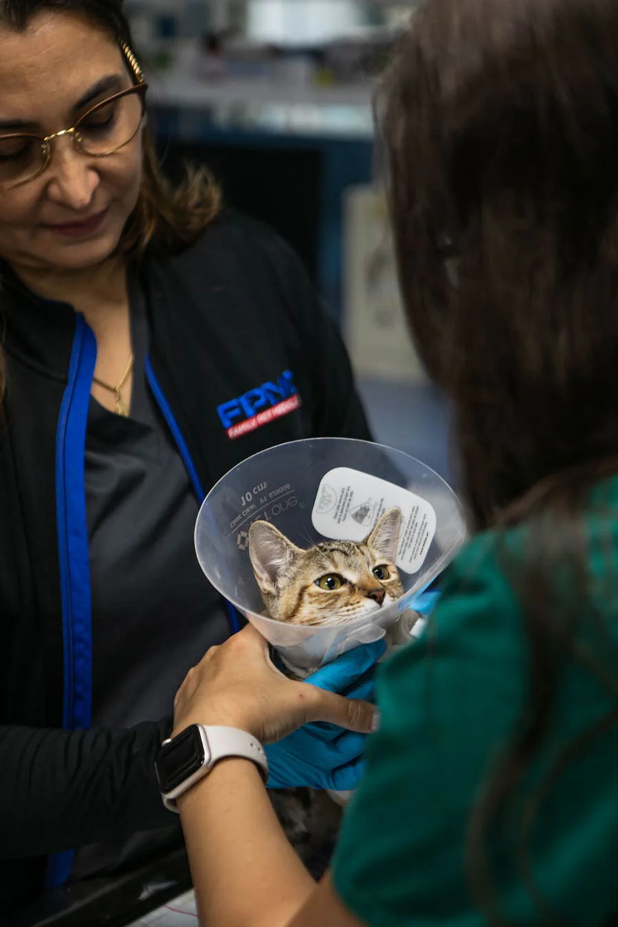 Urgent Care Veterinarian Primary Care Visit