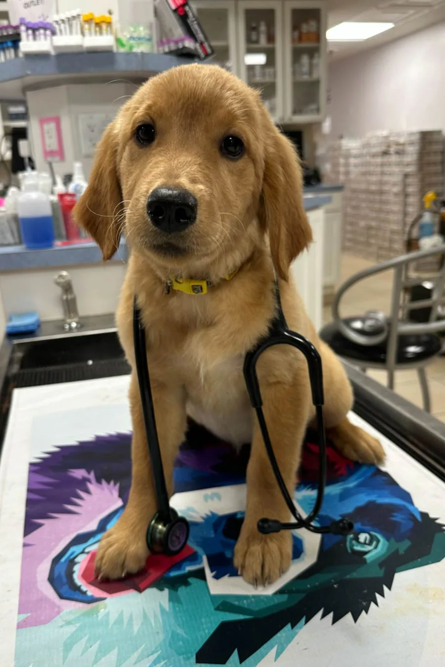 Wellness Care Veterinarian Primary Care Visit