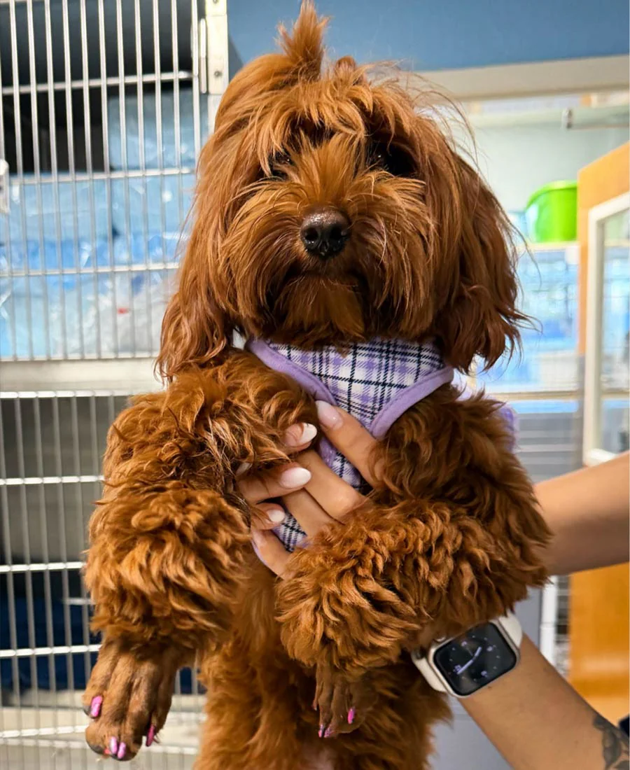 Why choose FPMC as your vet